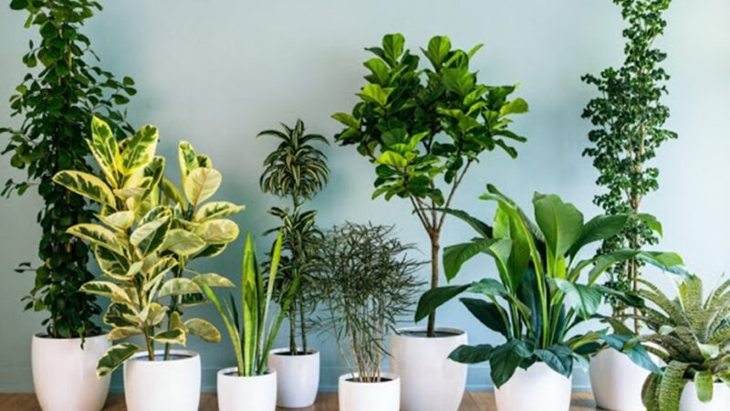 Plantas resistentes para ter em casa