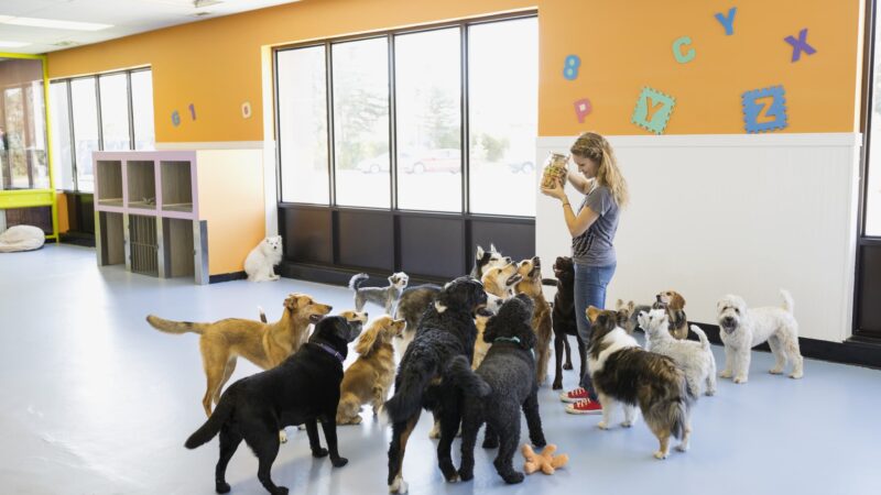 Creches caninas garantem segurança e conforto para os pets